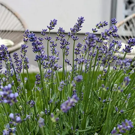 Appartement Blackforest *