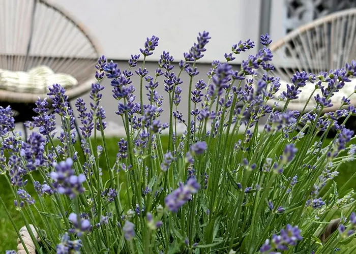 Lejlighed Blackforest *